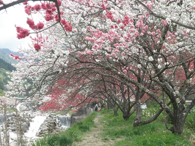 園原花桃祭り