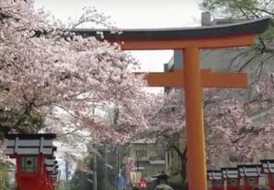 平野神社の桜花祭2019！アクセス方法や駐車場、見どころは？